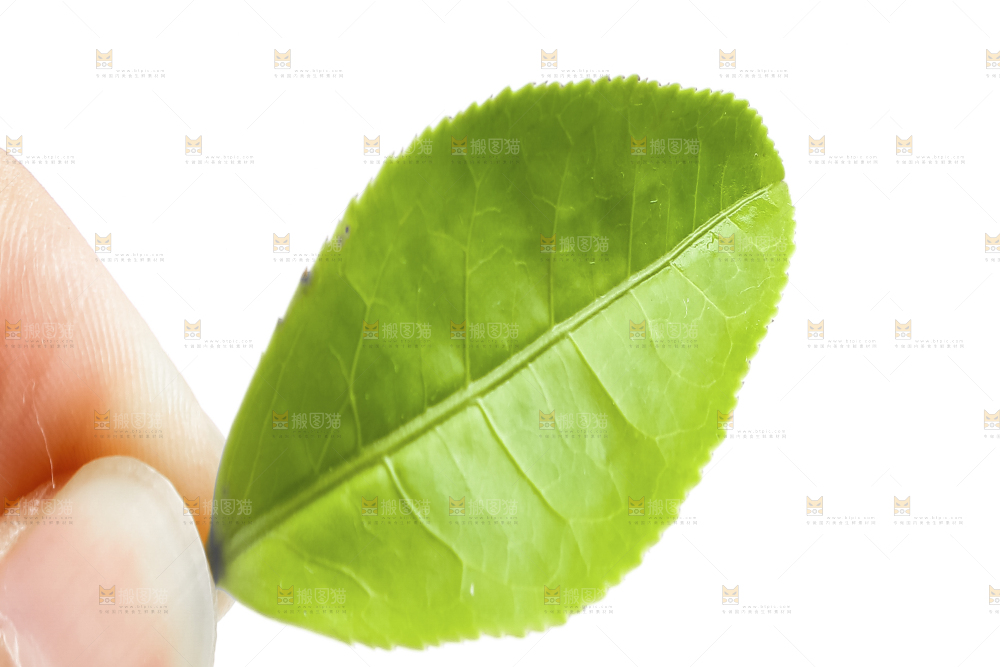 白底上的茶叶