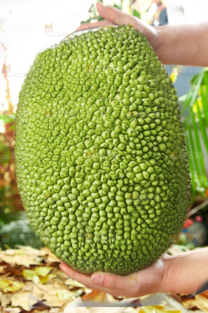 浅底上的泰国红心菠萝蜜