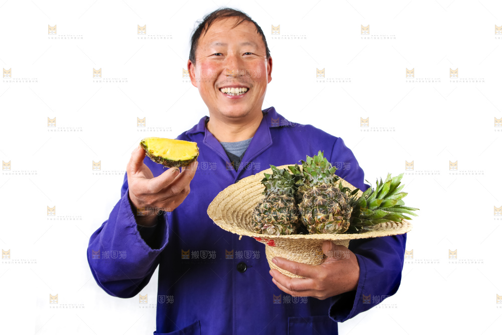 农民手里拿着泰国小菠萝