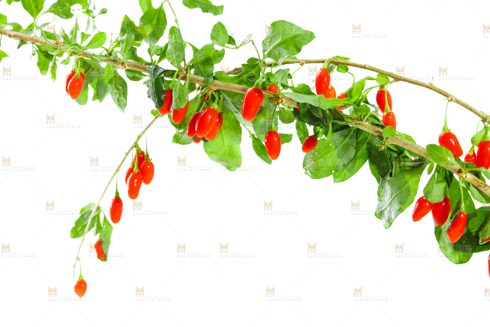 白底上放着枸杞