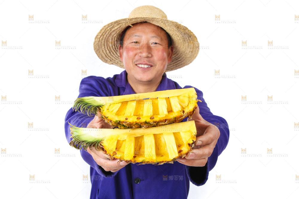 农民手里拿着香水菠萝