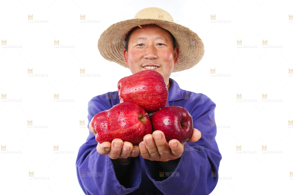 农民手里拿着天水花牛苹果