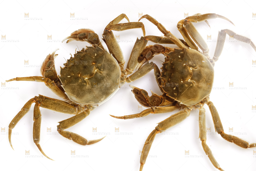 浅底上的螃蟹