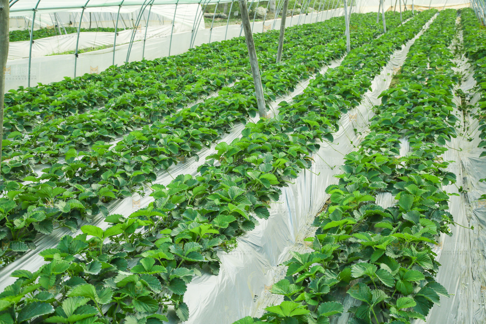 草莓种植基地