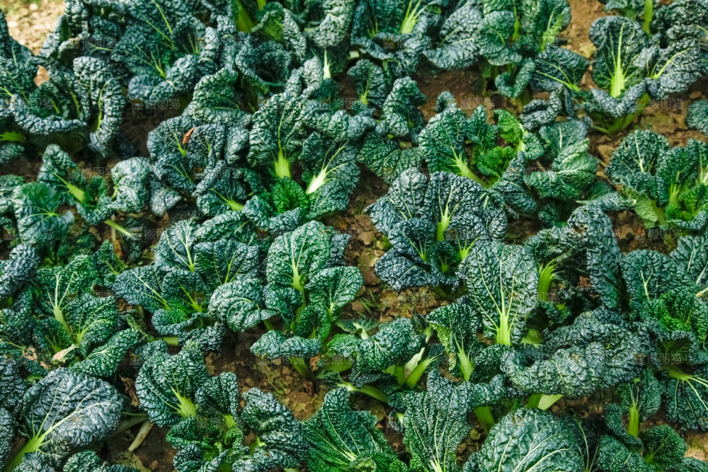 地里种着蔬菜