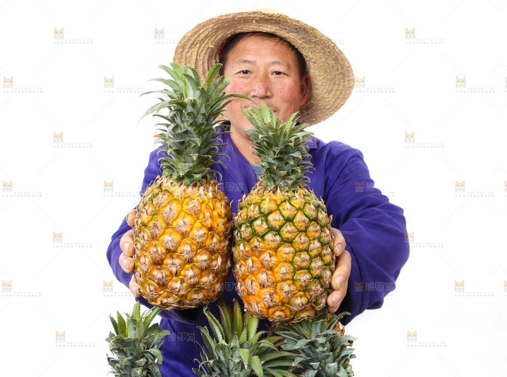 农民手里拿着香水菠萝