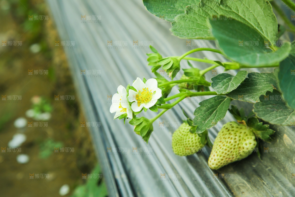 草莓种植基地