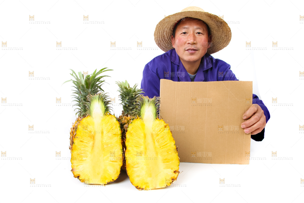 农民手里拿着香水菠萝