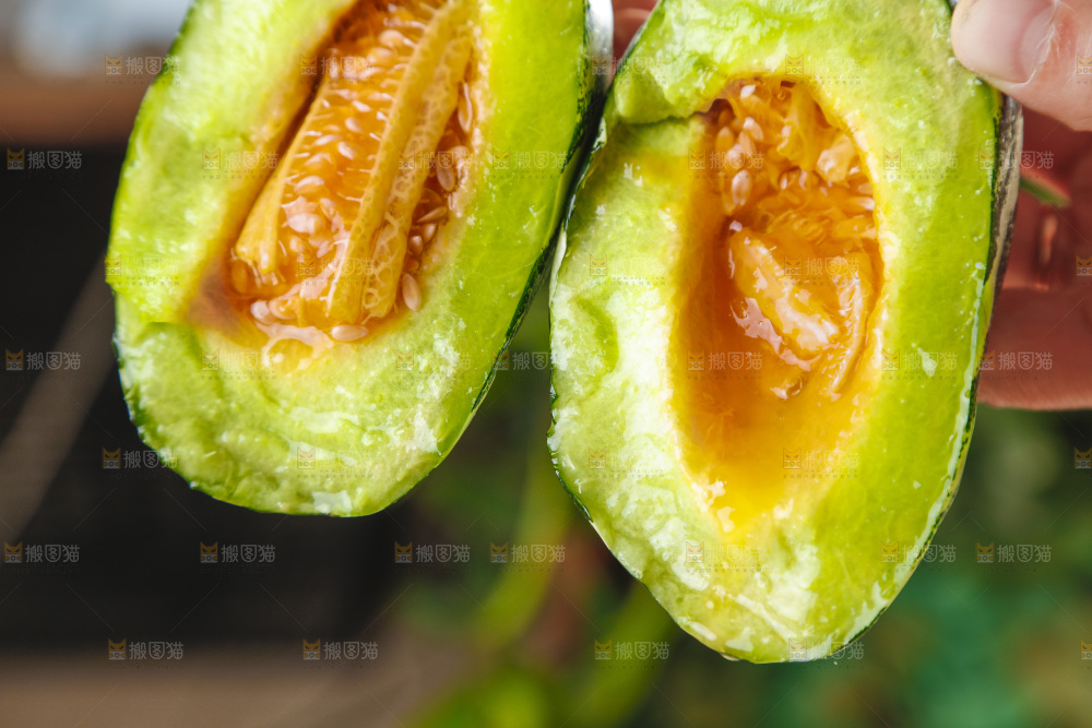 手里拿着博洋甜瓜