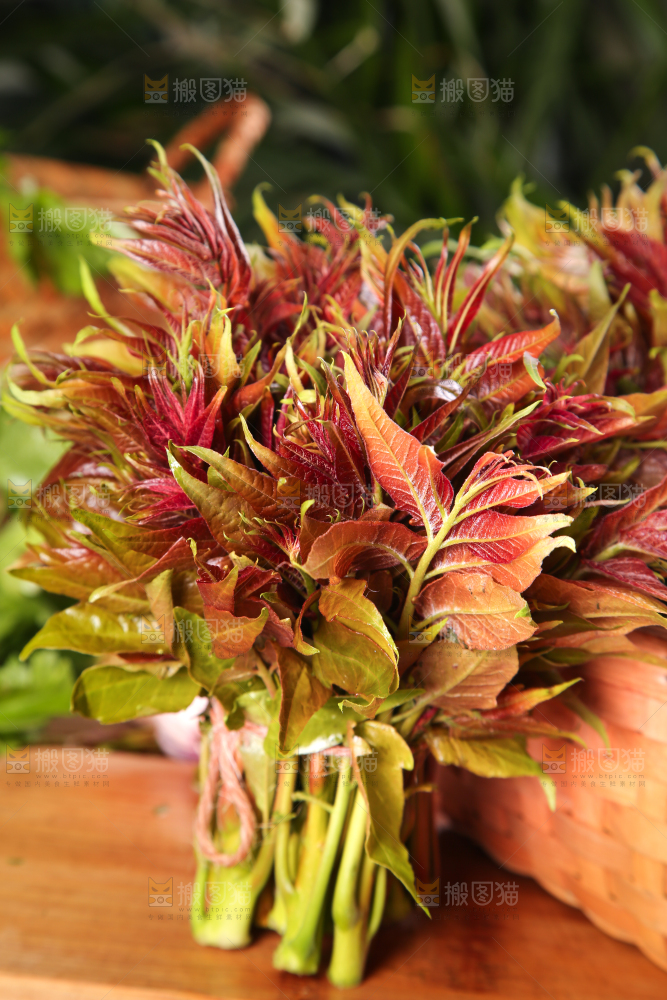 篮子里装着头茬红芽香椿