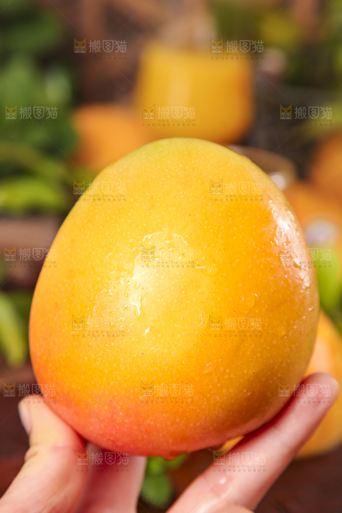 手里拿着澳芒