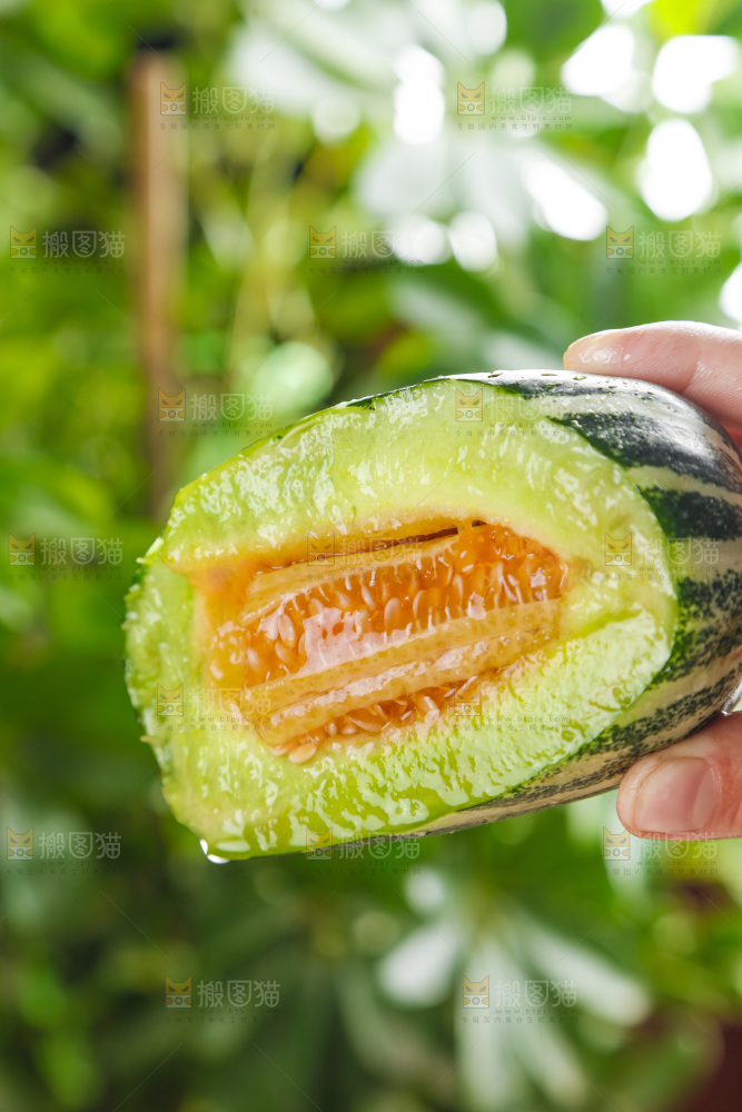 手里拿着博洋甜瓜