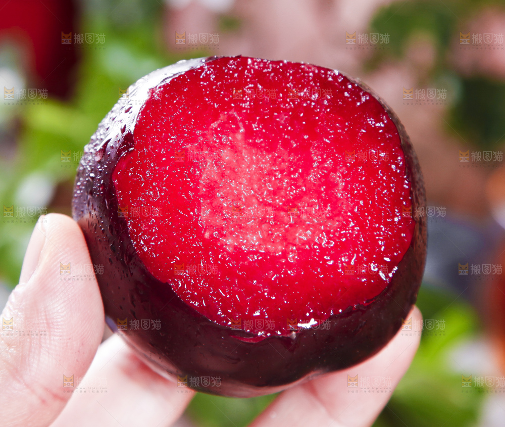 黑底上摆放着智利进口恐龙蛋