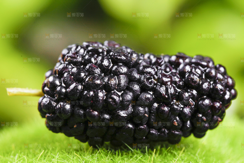 绿草地上摆放着桑葚