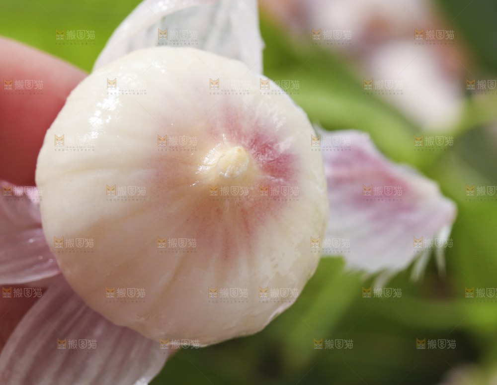 手里拿着独蒜头