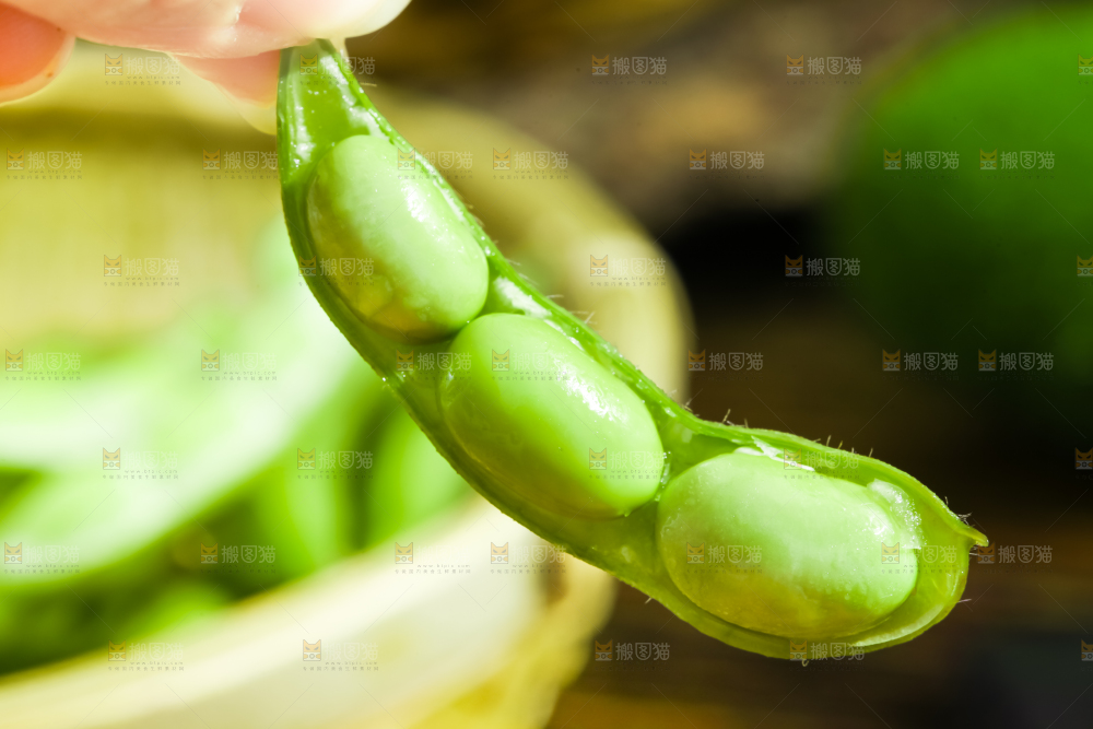 手里拿着毛豆角
