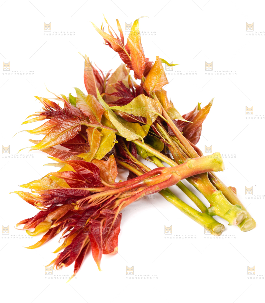 白底上摆放着香椿芽