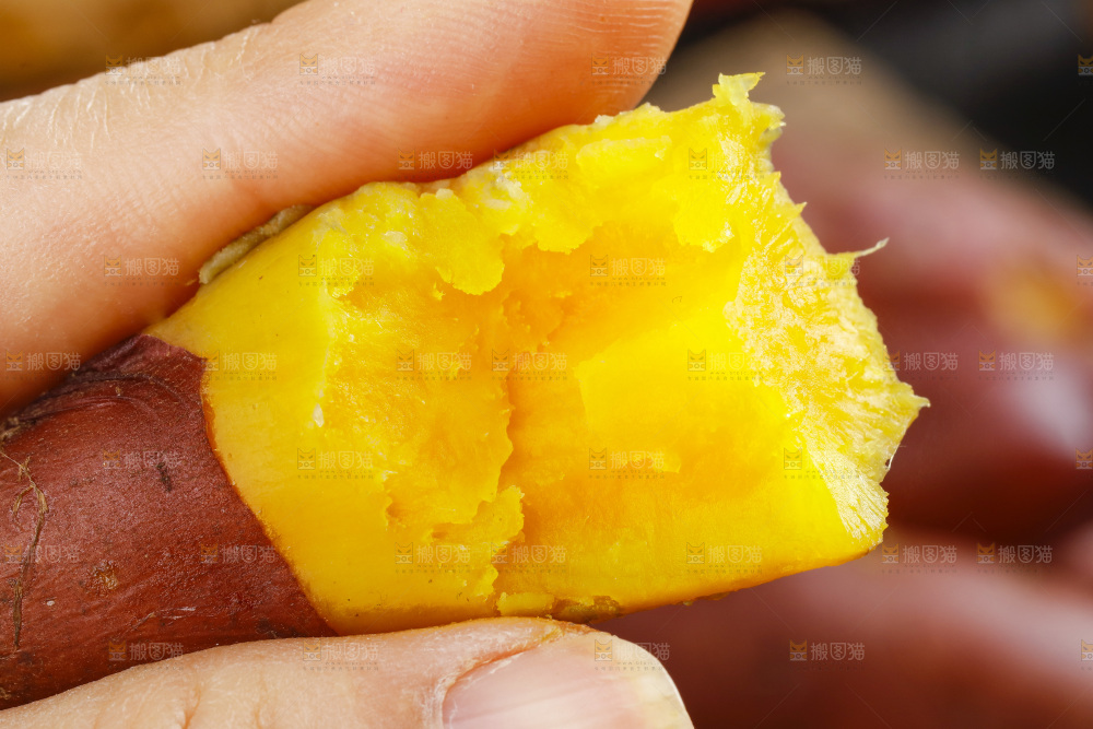 手里拿着天目山小香薯