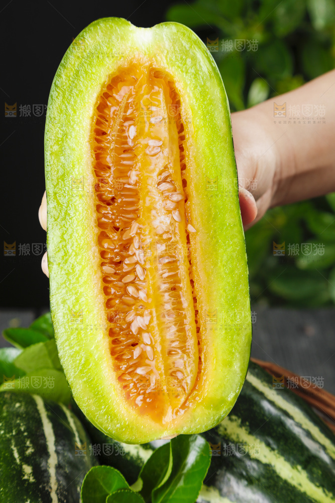 手里拿着博洋9号甜瓜