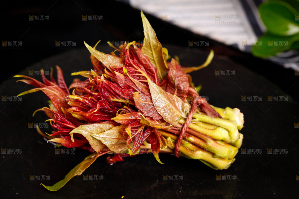 黑底上放着香椿苗芽