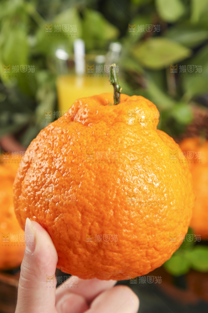 手里拿着不知火柑橘