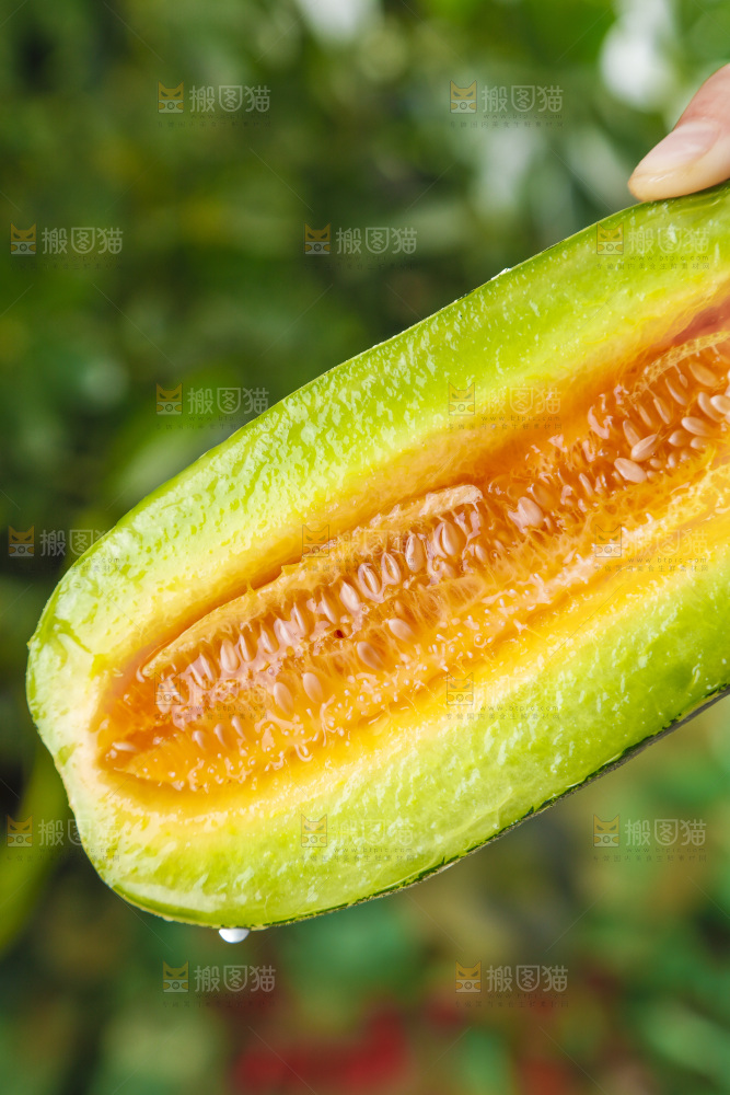 手里拿着博洋甜瓜