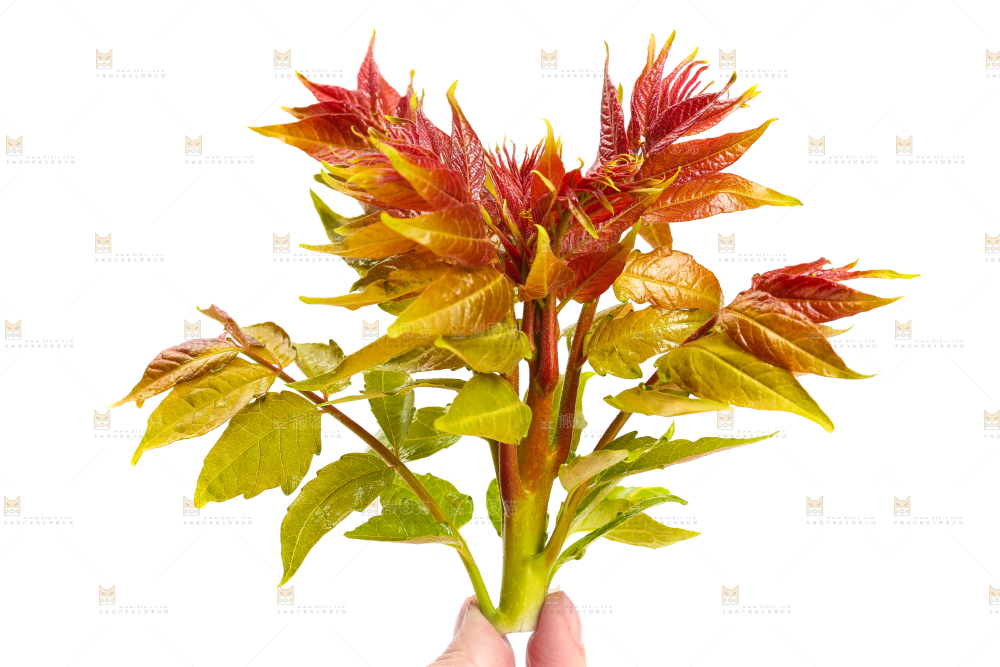 白底上摆放着香椿芽
