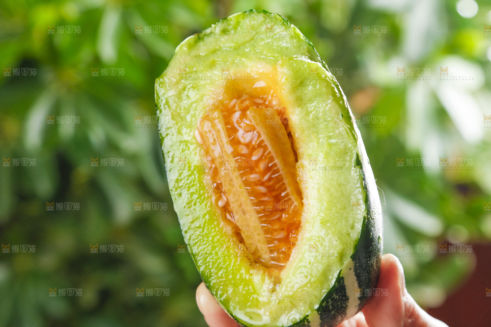 手里拿着博洋甜瓜