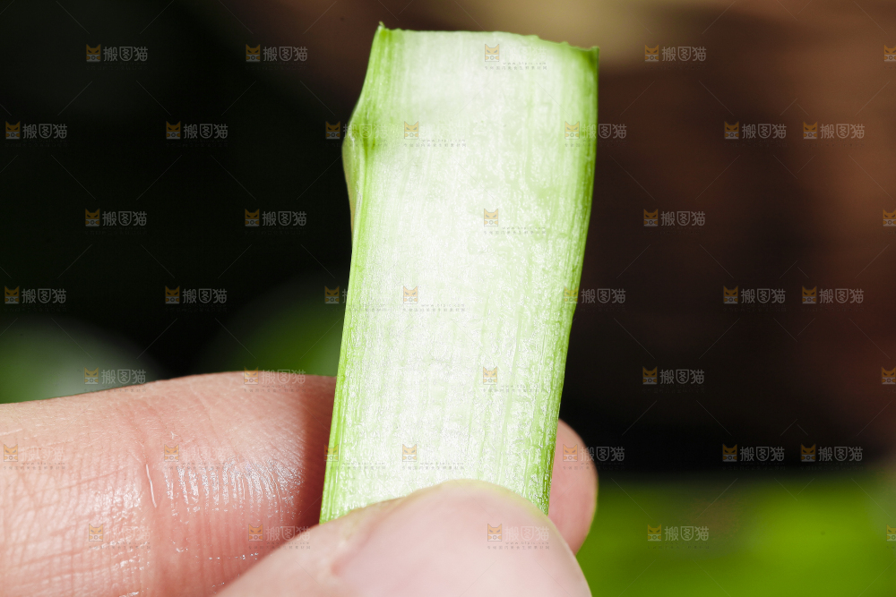 手里拿着嫩芦笋