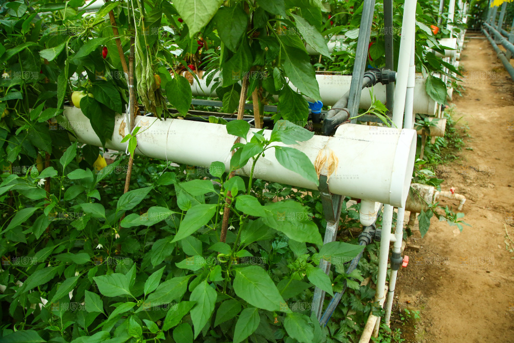 大棚里种植物的蔬菜
