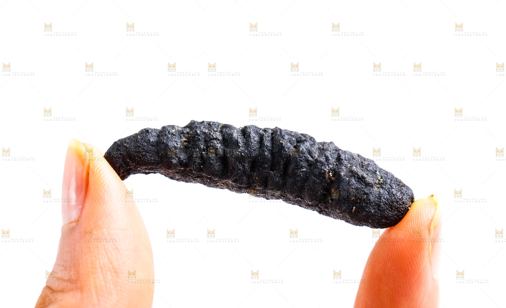 手里拿着干海参