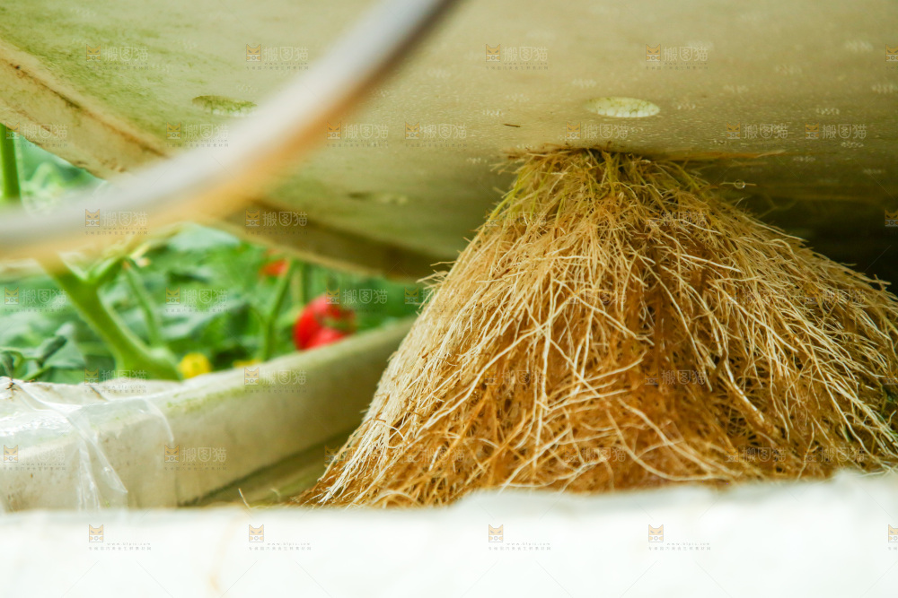 大棚里种植物的蔬菜
