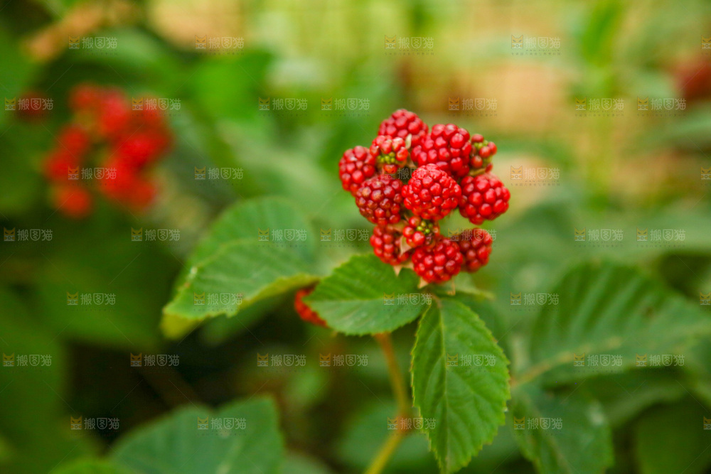树上的新鲜树莓