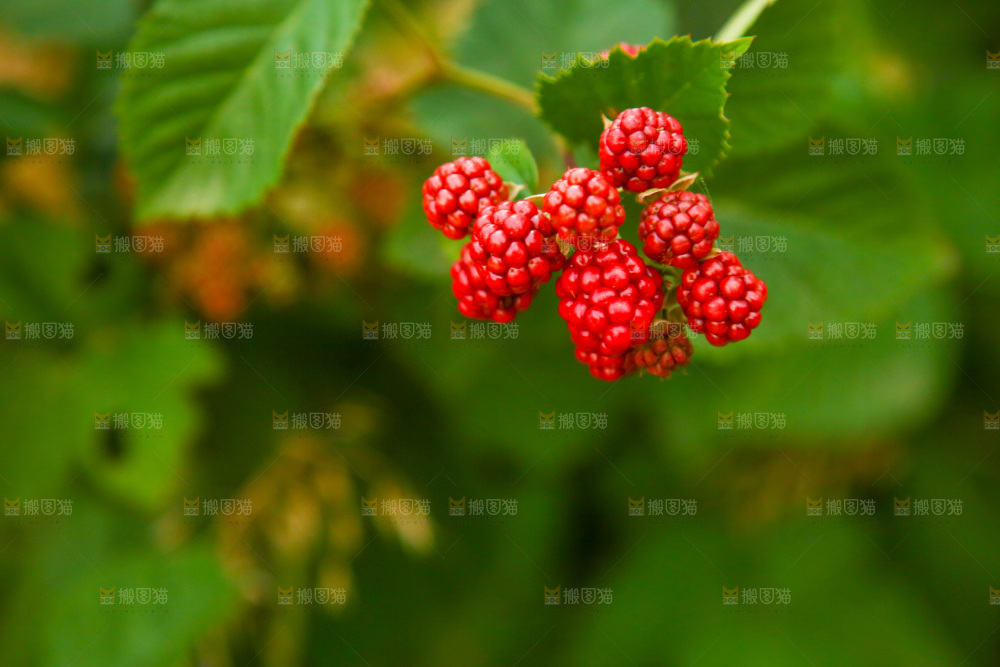 树上的新鲜树莓