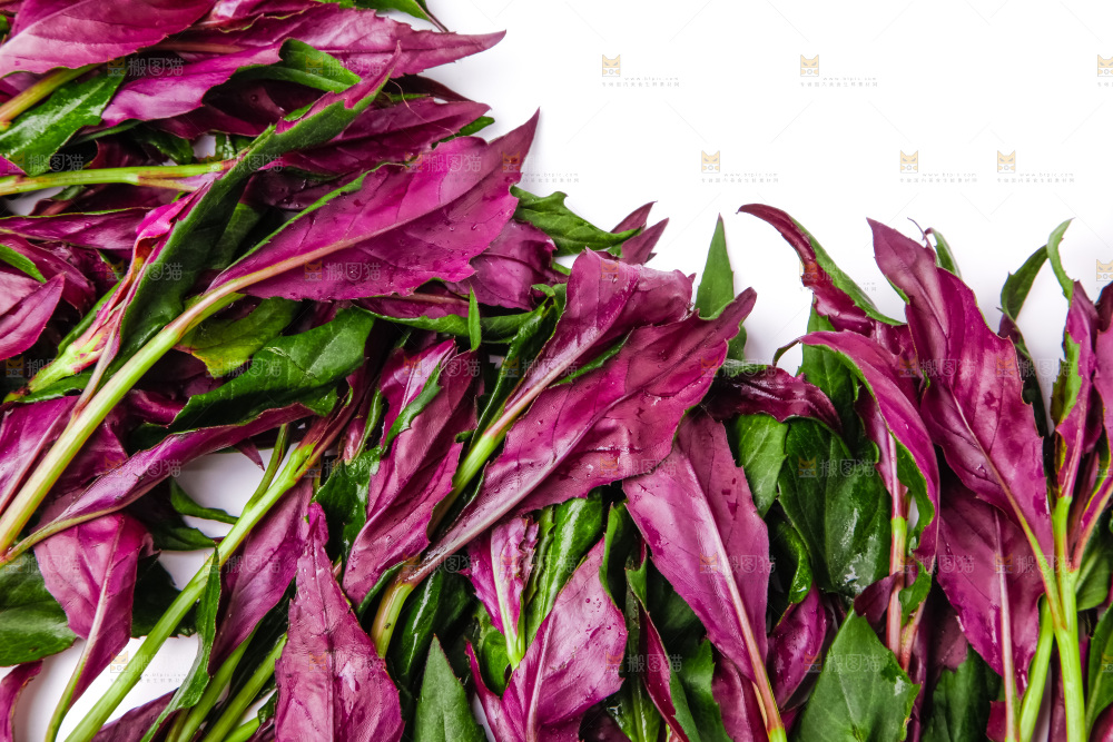 浅底上放着紫背菜