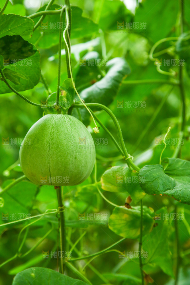 大棚里种植物的蔬菜