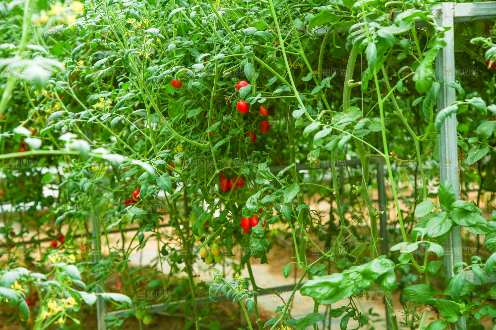 大棚里种植物的蔬菜