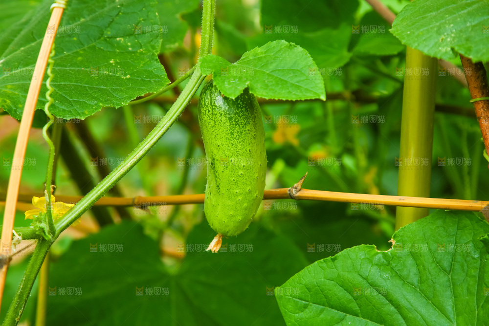 瓜藤上结的黄瓜