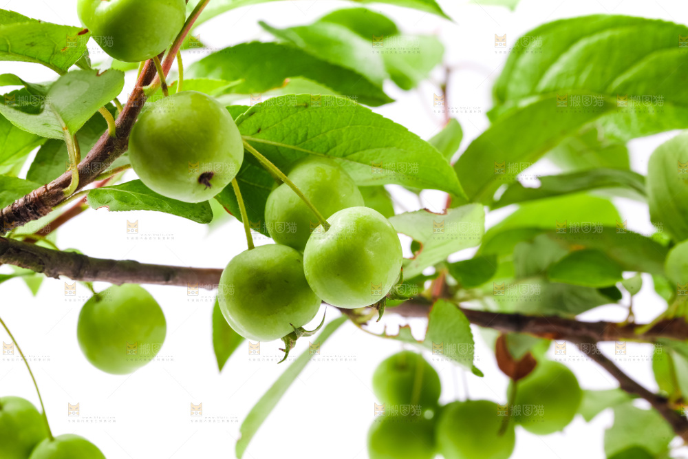 树枝上的青沙果