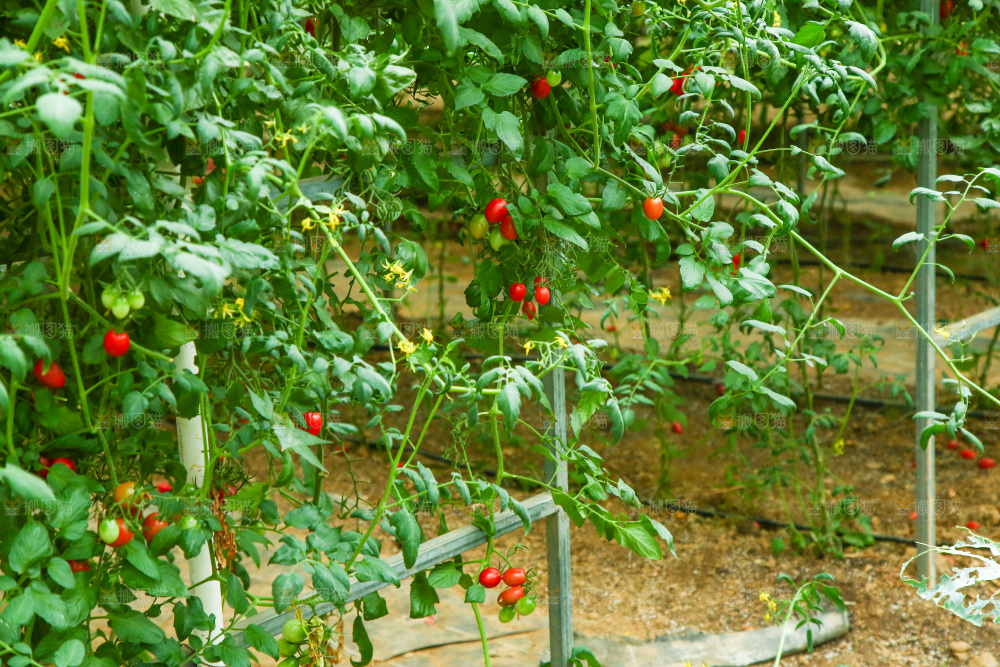 大棚里种植物的蔬菜