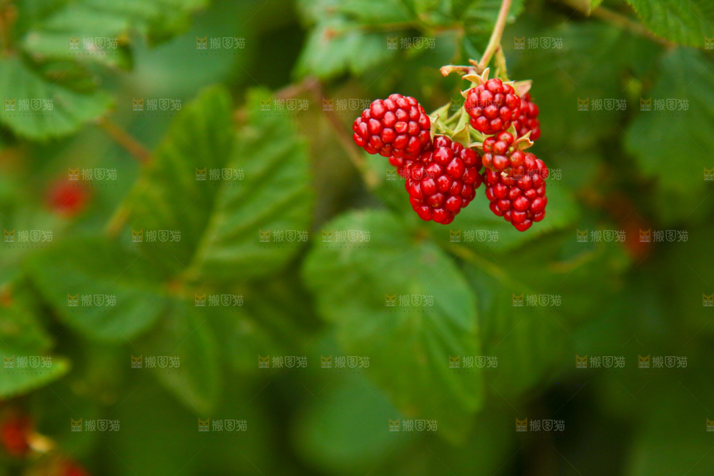 树上的新鲜树莓