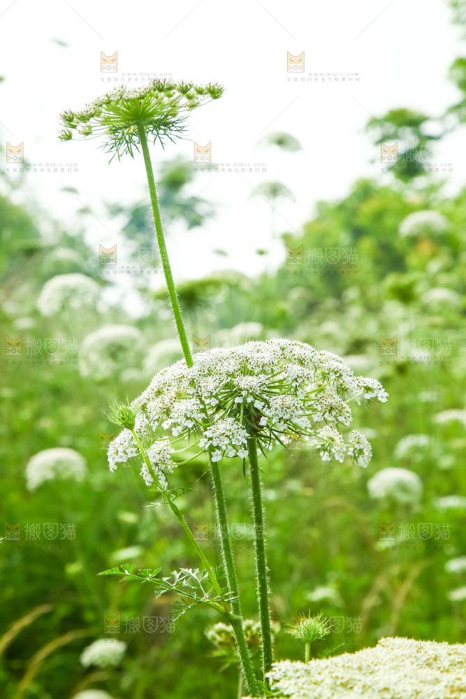 野胡萝卜花