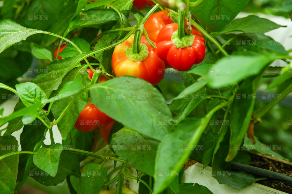 大棚里种植物的蔬菜