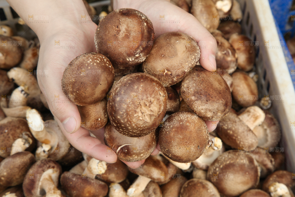 框子里装着香菇