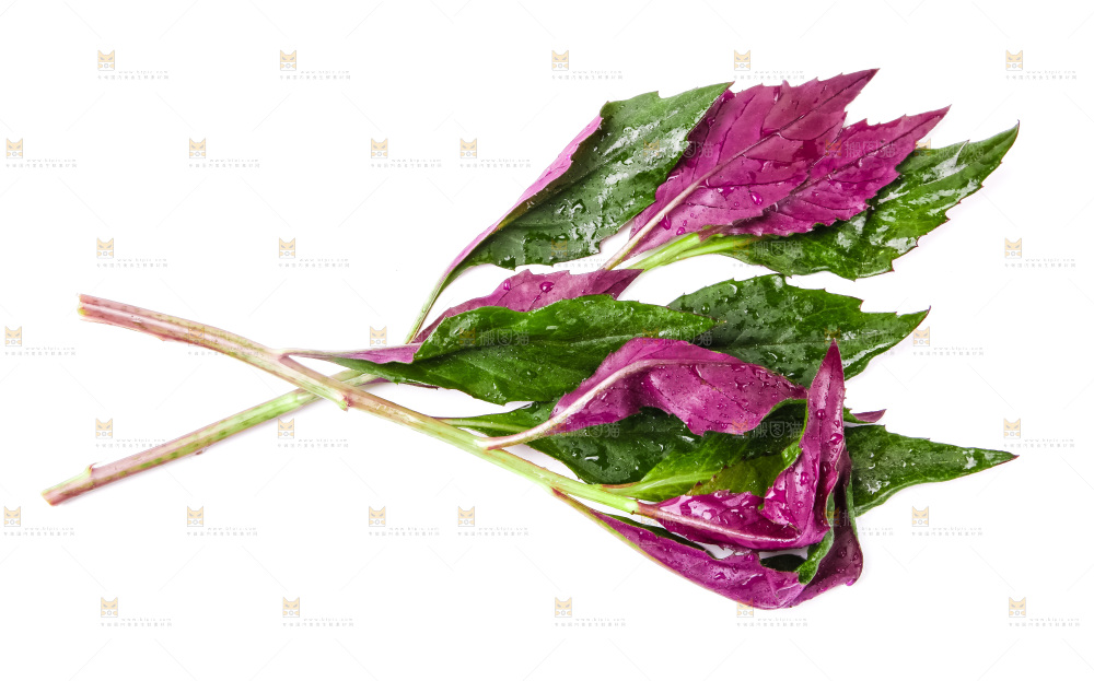 白底上摆放着血皮菜