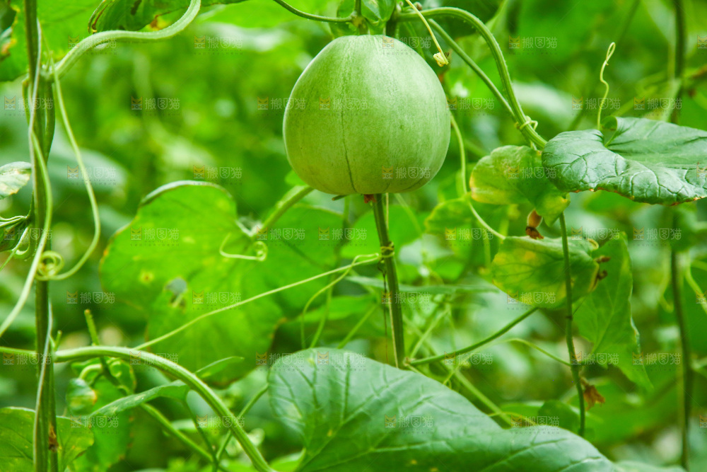 大棚里种植物的蔬菜