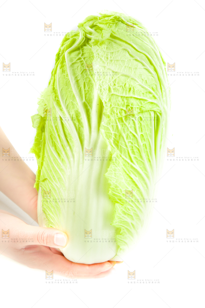 手里拿着山东大白菜