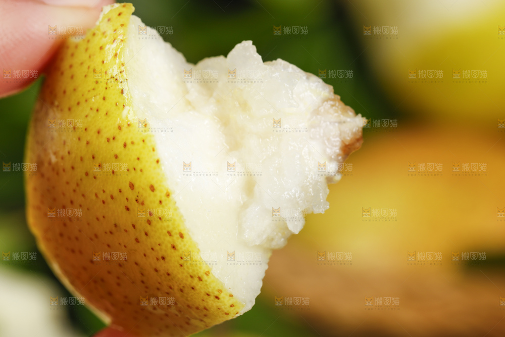 手拿新鲜红香酥梨
