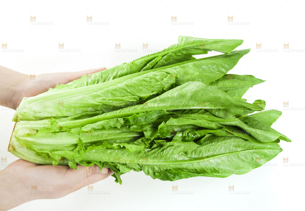 白底上的嫩油麦菜