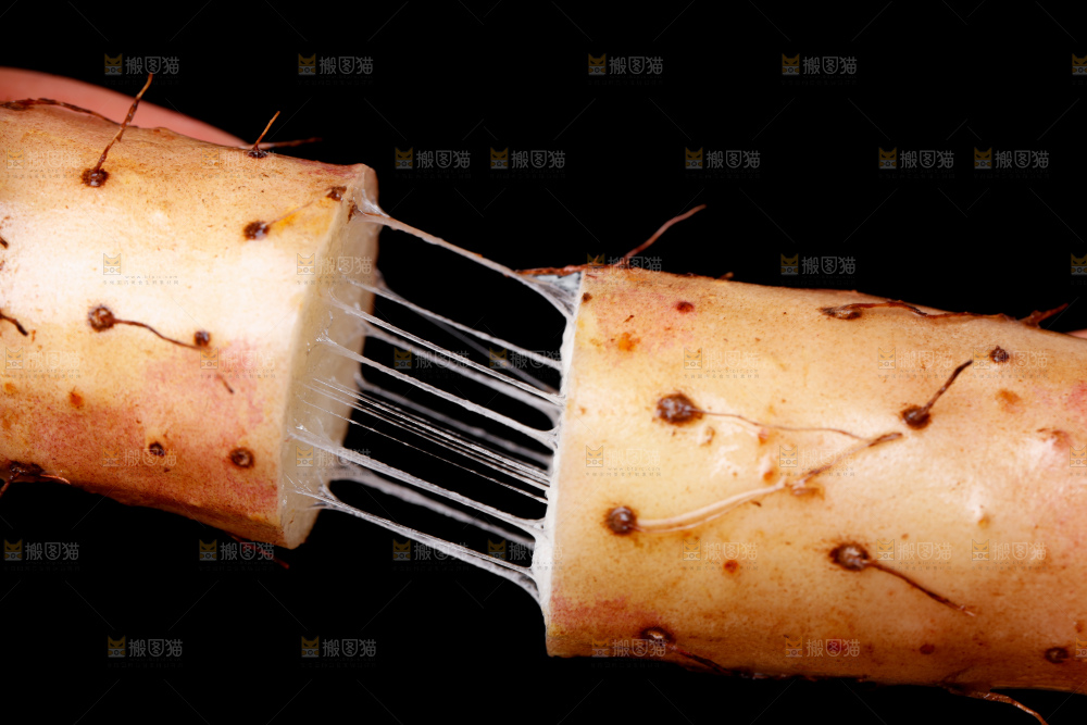 手里拿着小白嘴山药